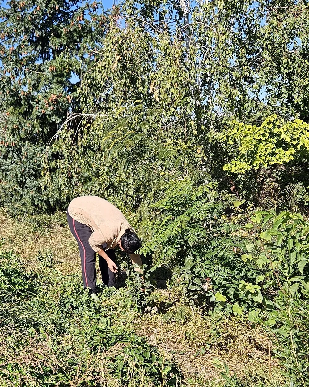 Aurelia Galan lucrând printre plante, în grădina din Stelnica