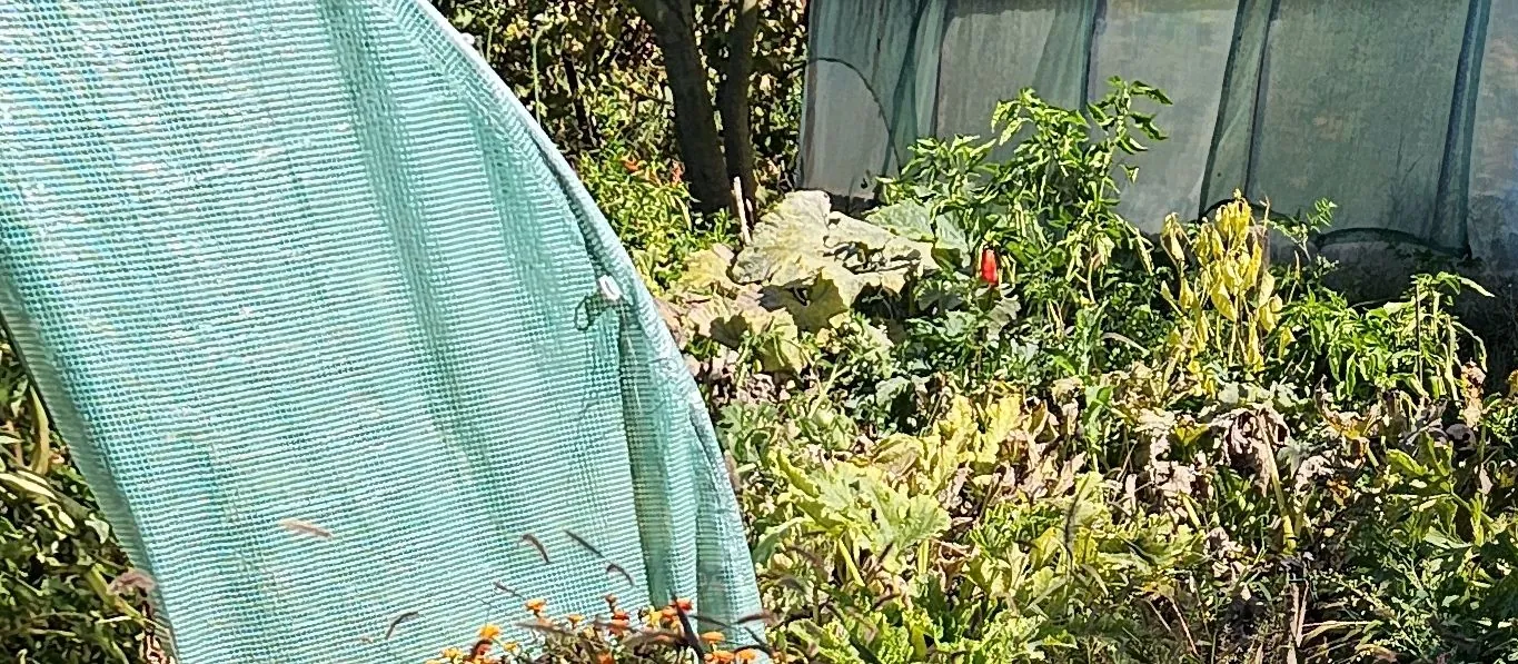Solarul și plantele din grădina de la Stelnica