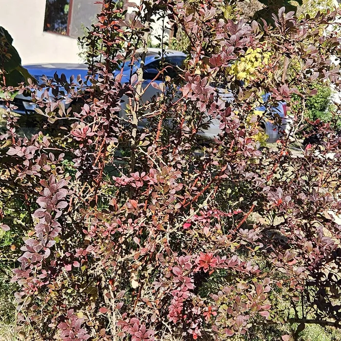 Culori de toamnă