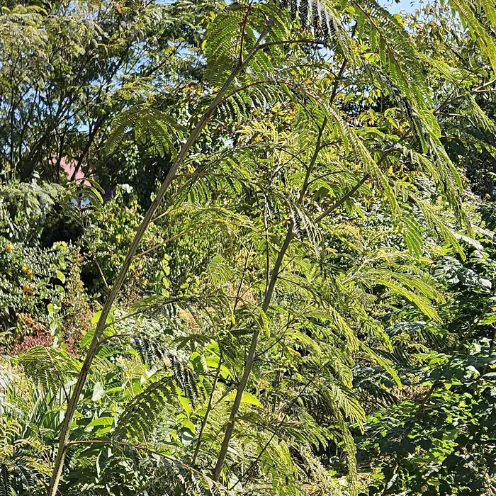 Arbori de mătase tineri