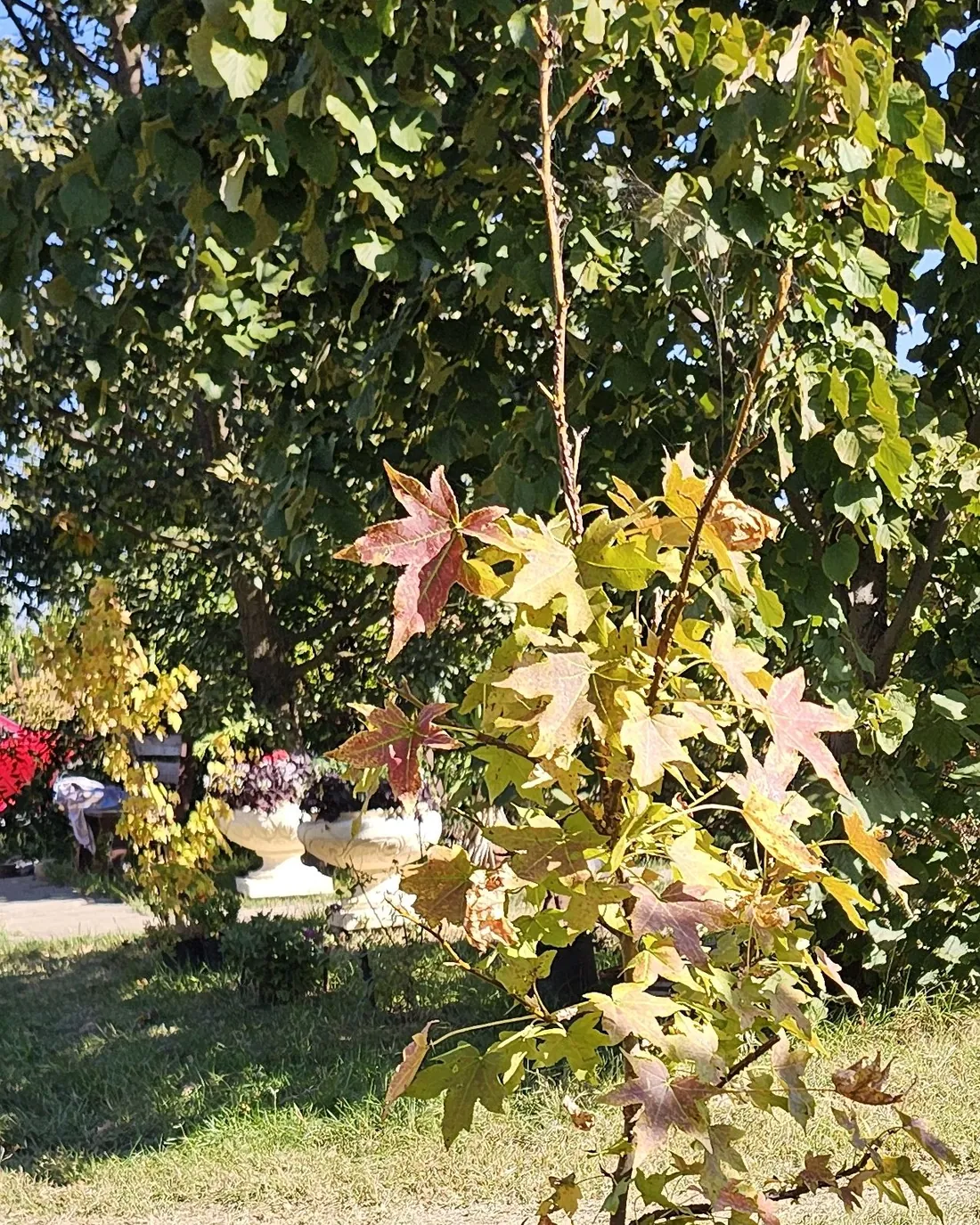 Grădina familiei Galan din Stelnica, toamna