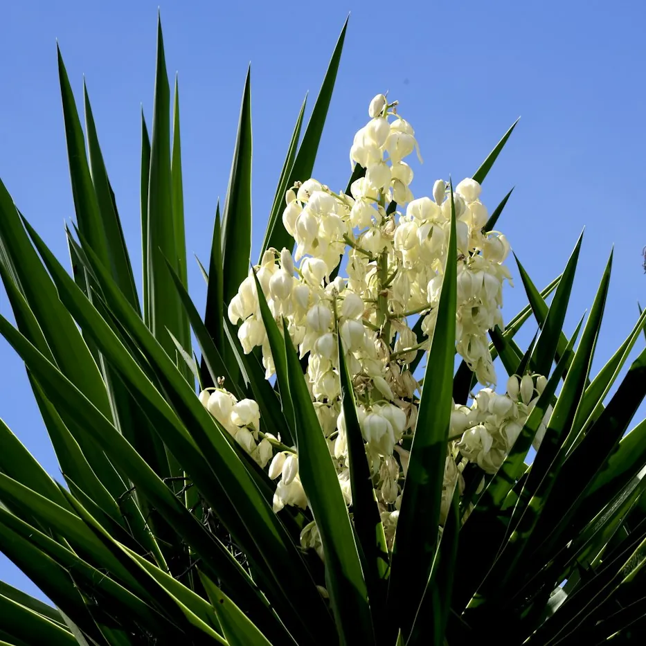 Plante perene